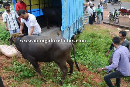 transporting cattle 1
